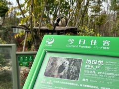 -成都大熊猫繁育研究基地