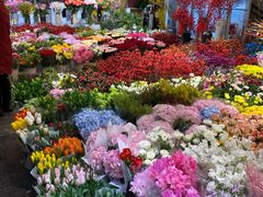 -双季花艺园艺市场(浦东店)