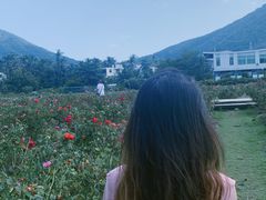 -亚龙湾国际玫瑰谷