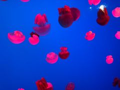 -上海海洋水族馆-停车场