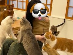 -Let's go狗咖·猫咖·奶狗·桌游(春熙路IFS店)