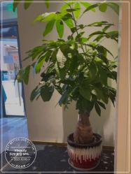 -苑苑vbeauty科技美容SPA