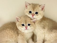 -lincat·猫舍(广州店)