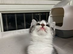 -爱牧宠物医院·猫专科·骨科·内窥镜(甪直店)