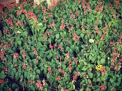 -平安（深圳）金融教育培训中心