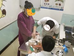 -特一安24小时宠物医院·骨科·中兽医