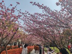 -高东镇樱花园