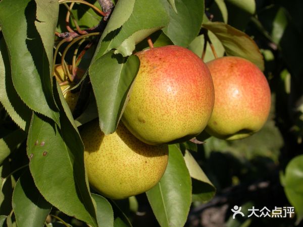 京南第一酥梨园精品梨采摘园图片