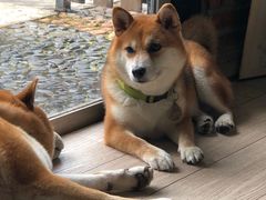 -柴犬高等学院·狗咖·柴犬售卖·宠物训练