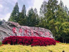 -东平国家森林公园