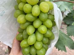 -马陆小张葡萄园农家乐