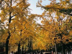-八大关景区