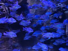 -成都浩海立方海洋公园