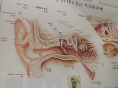 -自然之声助听器·呼吸机(贵定店)