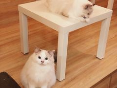 -滚猫咖啡·猫咖·猫友好撸猫(未来城店)