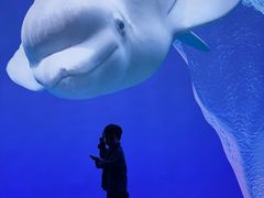 -秦皇岛乐岛海洋王国