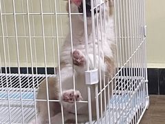 -翊宠yipet猫狗购宠庄园犬舍•猫舍