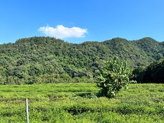 -中国茶叶博物馆(双峰馆区)