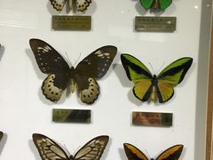 -上海昆虫博物馆