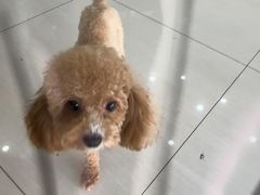 -全心全意连锁动物医院·微创中心·内科急重症·心脏专科(丰管路店)