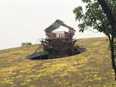 -合肥滨湖国家森林公园