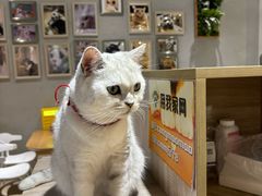 -藏猫猫咖啡主题馆(中央大道店)