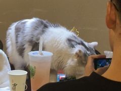 -Mr.Fox狐狸先生超级密室(南山店)