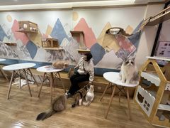 -滚猫咖啡·猫咖·猫友好撸猫(未来城店)