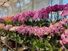 -双季花艺园艺市场(浦东店)