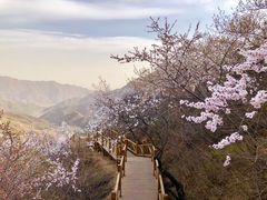 -大岭沟猕猴桃谷风景区
