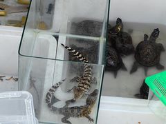 -哈尔滨道外花鸟鱼市场