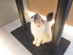 -喵园·猫主题咖啡厅·撸猫·猫咖(国贸店)