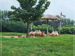 -北京野生动物园