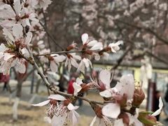 -桃花堤公园