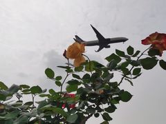 -空港花田景区