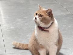 -伟伟宠物医院·CT影像中心·瑞派犬猫综合性门诊(汉口总院)