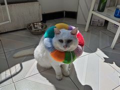 -纳吉亚猫专科动物诊疗中心(蒋宅口分院)