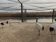 -盐城丹顶鹤湿地生态旅游区