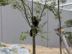 -成都大熊猫繁育研究基地