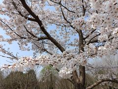 -石家庄市植物园