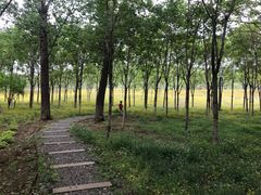 -东郊湿地公园