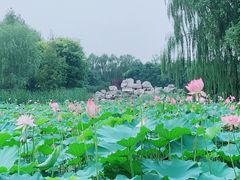 -东升八家郊野公园
