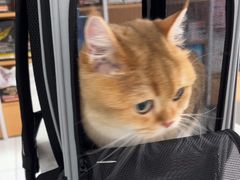 -艾贝尔宠物医院·24H转诊中心·肿瘤猫专科(江宁双龙店)