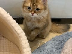 -momokira米努特·德文卷毛猫·棉花面纱犬