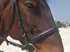 -松声马术俱乐部