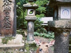-奈良公园