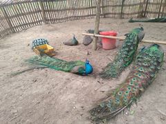 -广州白江湖森林公园