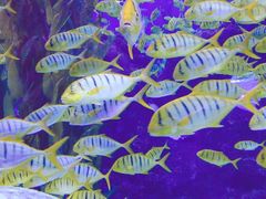 -芜湖新华联大白鲸海洋公园