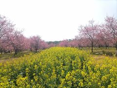 -天适樱花悠乐园