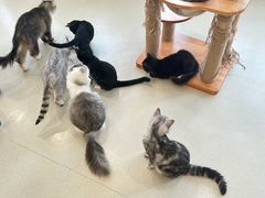 -共舞时光猫咖·狗咖(新街口店)